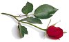 testez votre profil d'amour